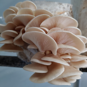 Queensland White Oyster Grow Block