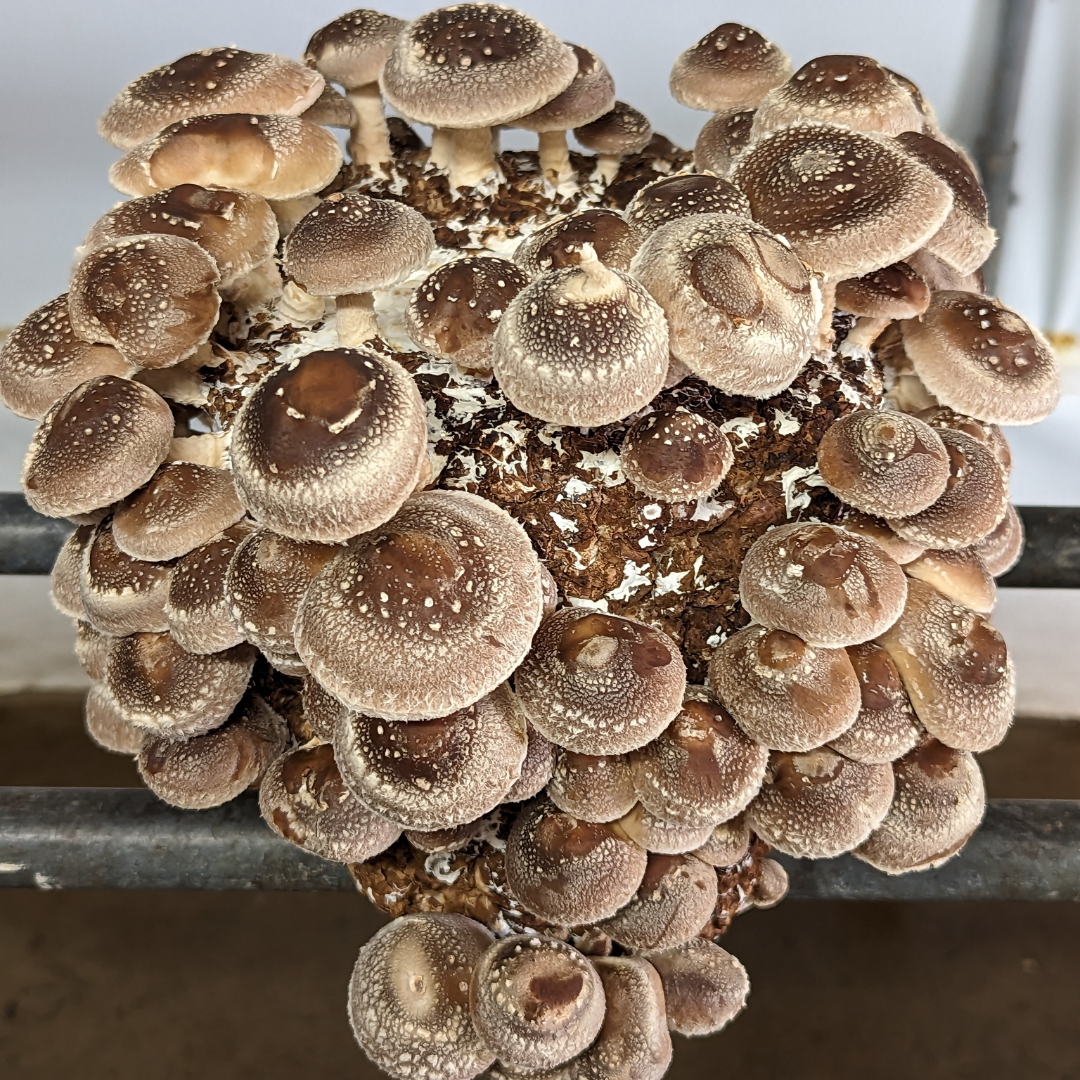Shiitake Grow Block – Golden Oak Produce