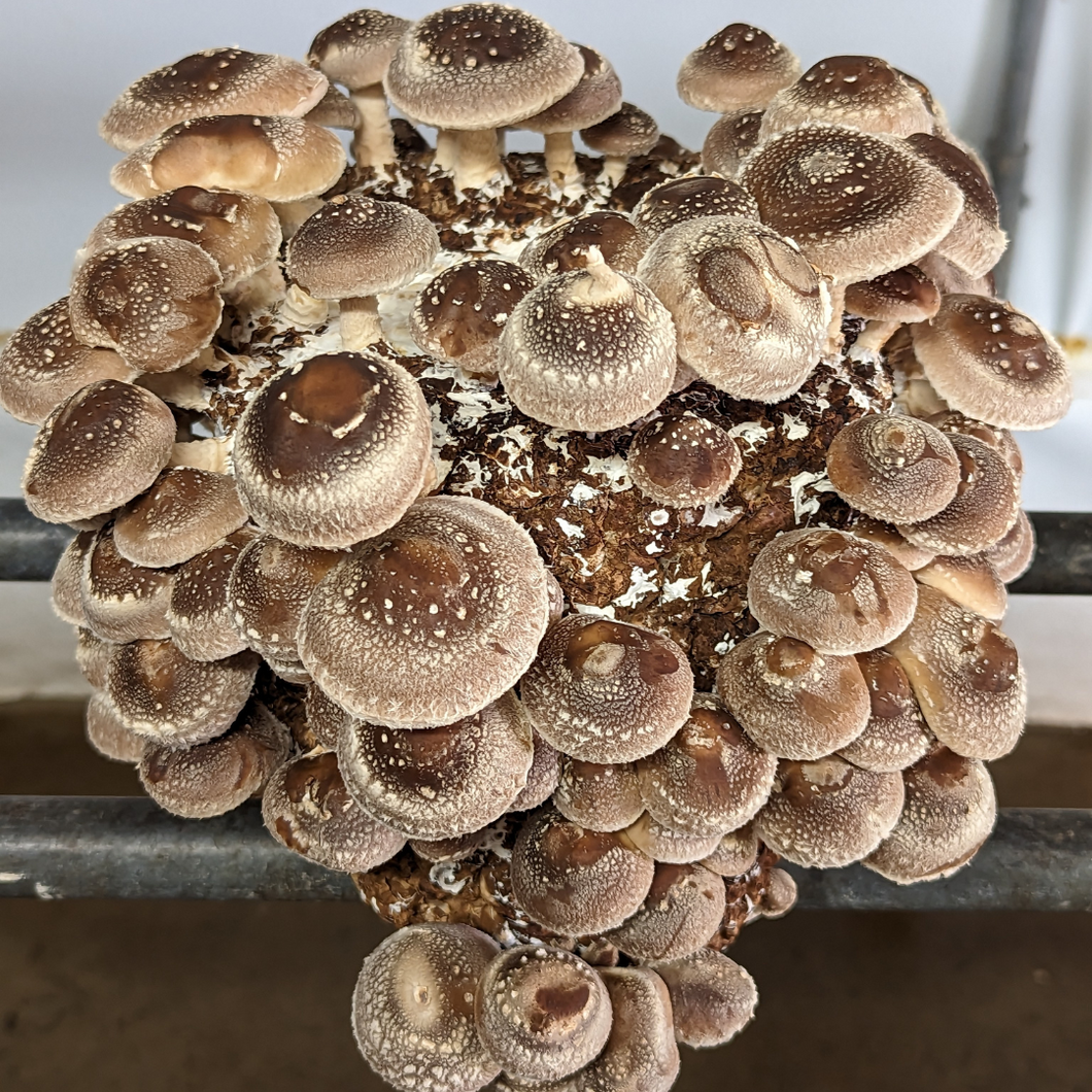 Shiitake Grow Block