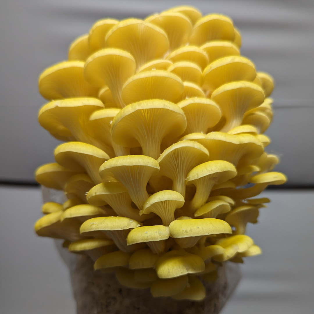 YellowOysterGrowBlock